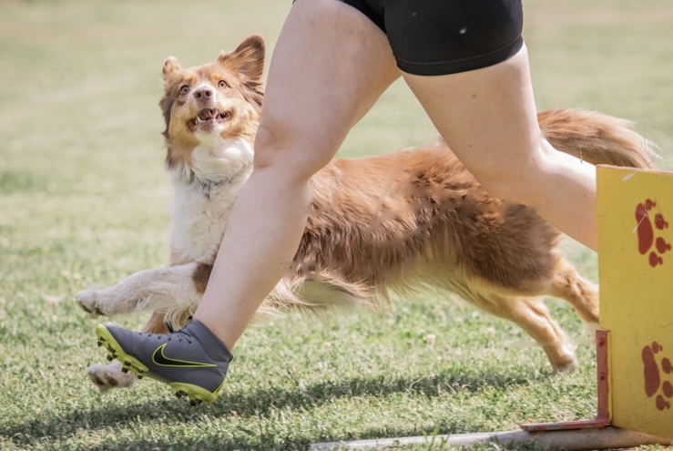 Turnierhundesport